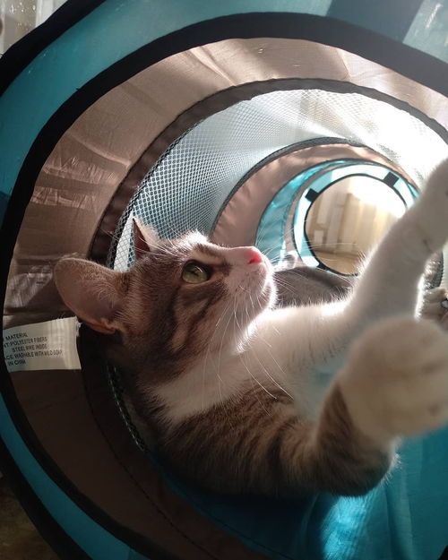 逗猫棒玩完要收起来吗