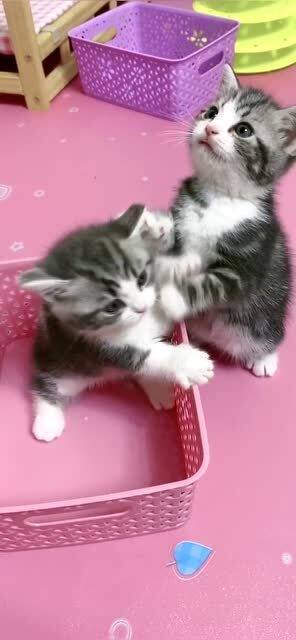 猫打完疫苗后多久做绝育