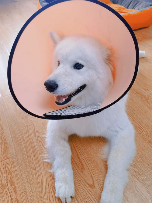 狗狗绝育多久能恢复