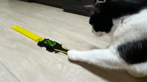 猫猫的玩具,那样最好