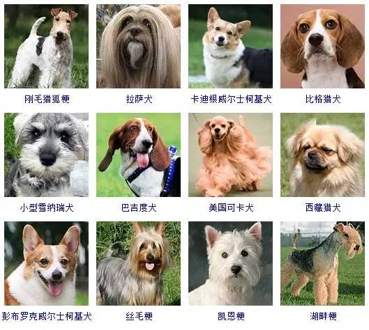 超长毛狗狗品种