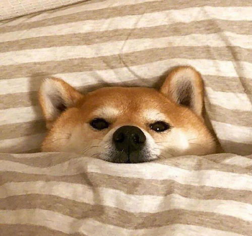长毛柴犬是不是不值钱