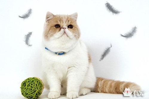 加菲猫发情期多久