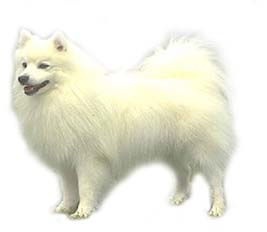 成年银狐犬有多重