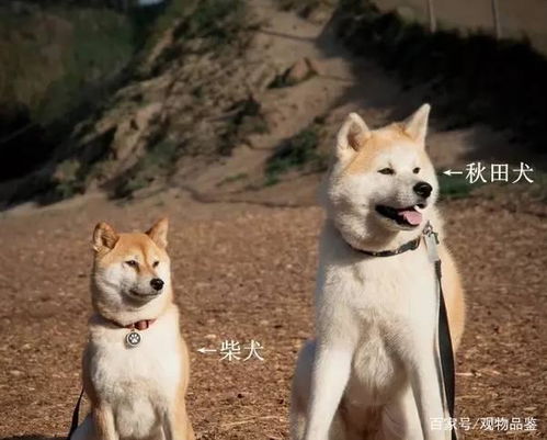 秋田犬体重多少千克