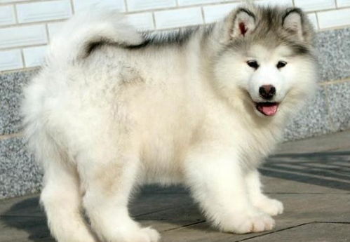 阿拉斯加幼犬太臭了怎么处理