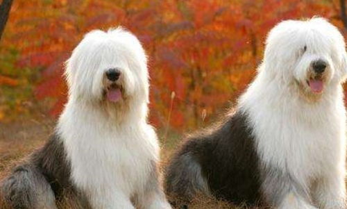 中型犬有哪几种