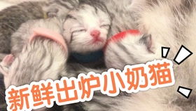 母猫多久生一次宝宝