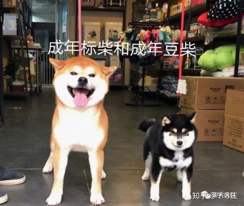 柴犬的身高体重是多少