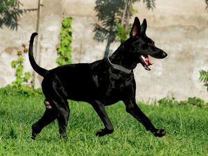 大型犬短毛品种大全及