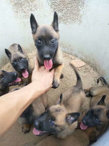 马犬配上多久可以怀孕