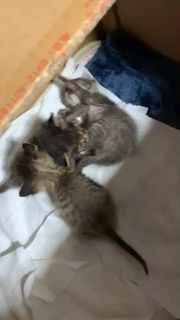 猫多久断奶合适
