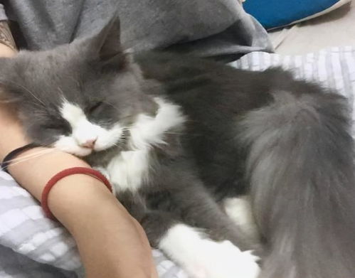 猫咪守护主人睡觉