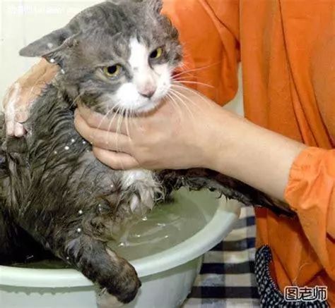 长毛猫几个月洗澡