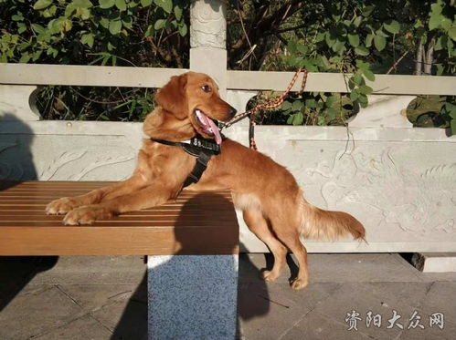 小狗一天晒多长时间太阳