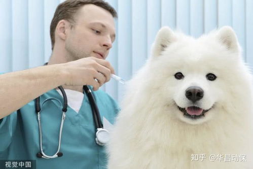 狗狗打进口疫苗好还是国产疫苗好