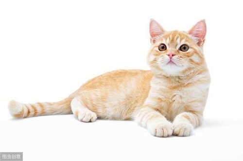 猫圈一般戴多久