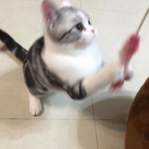 猫吃了猫粮流眼泪
