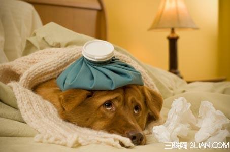 狗狗细小病毒自己在家怎么治疗