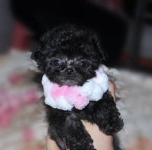 泰迪犬怎么打疫苗