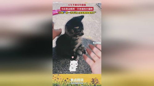 怎么训练猫咪坐着不动
