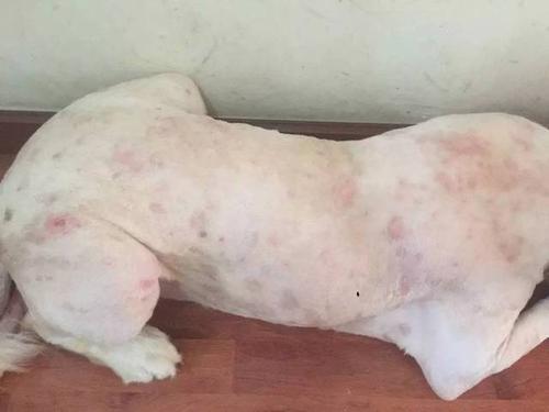 狗的皮肤病传染给人是什么症状