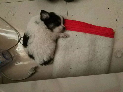 狗狗吃了没多久就吐了