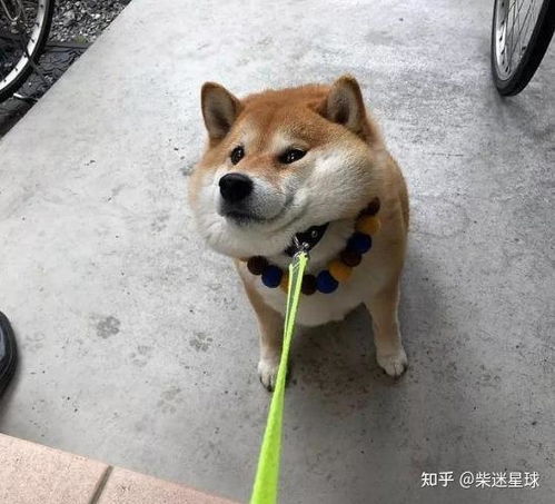 柴犬多久性成熟