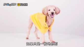 狗狗剃毛多久能适应