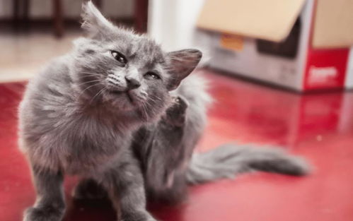 跳蚤药被猫吃了点会不会有事