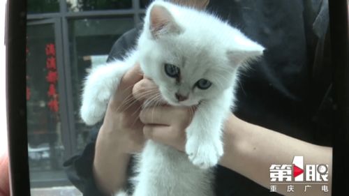 领养猫套路