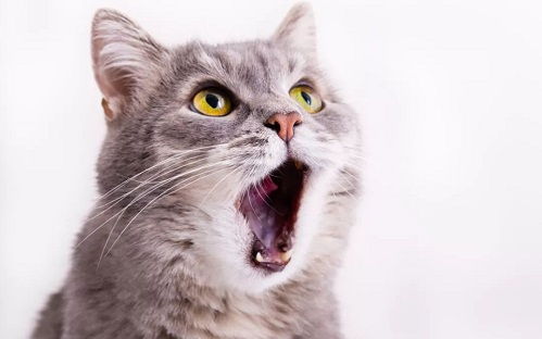 猫咪怀孕吐黄水