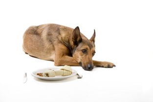 狗狗呕吐拉稀食欲不振