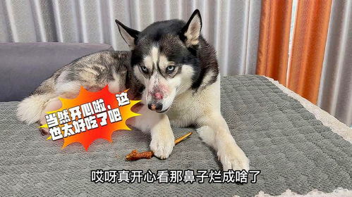 幼狗可以吃零食吗