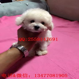 白贵宾贵吗