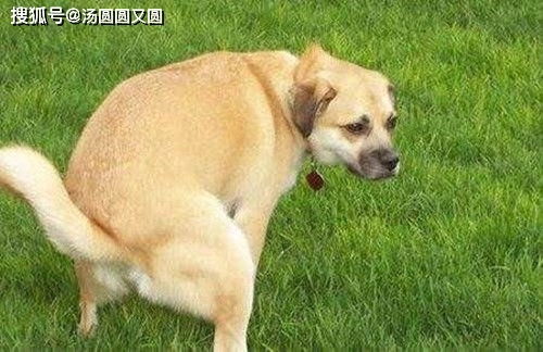 狗狗吐白沫大便正常有食欲怎么回事