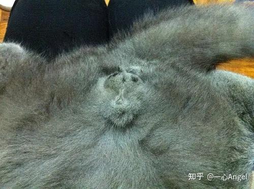 猫的伤口愈合要多久