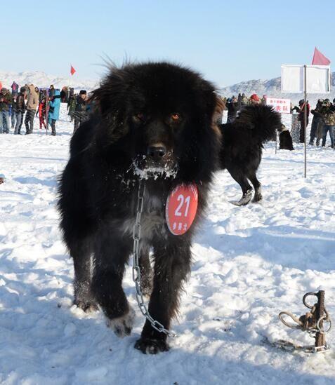 阿拉拜牧羊犬哈萨克