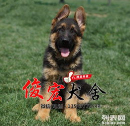 佛山德牧狗场
