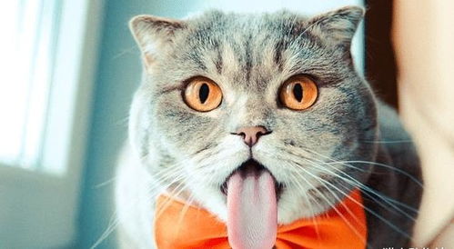 猫吃d800吐白沫