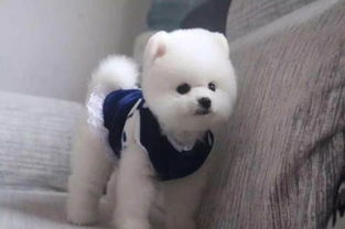 博美犬可以吃哪些零食