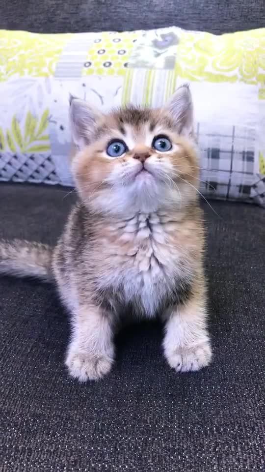 猫不能吃啥药
