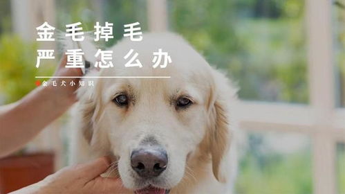 金毛狗狗掉毛严重怎么办