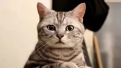 猫发情食欲不振怎么办