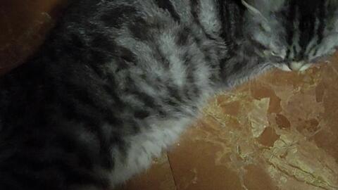 怎么辨别母猫是不是发情了