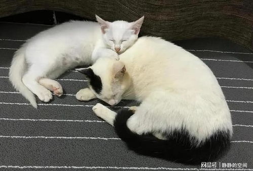宠物猫多久体内驱虫一次