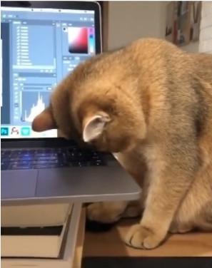 猫咪被迫陪主人上班
