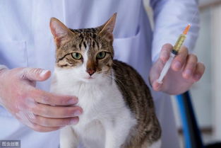 猫的疫苗分几种