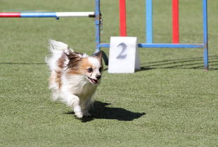 蝴蝶犬怎么训练