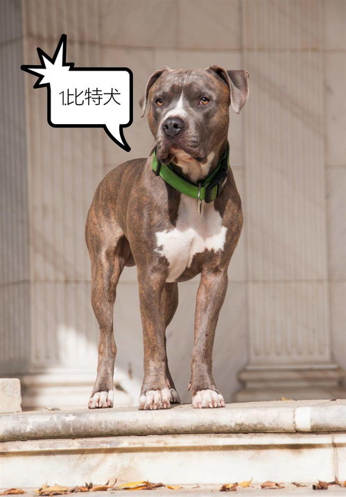 成年狗的身高一般几厘米